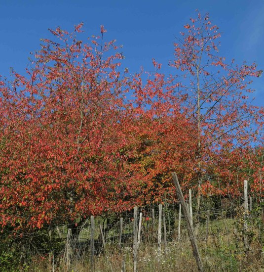 Herbststimmung | &copy; Thomas Grassmann
