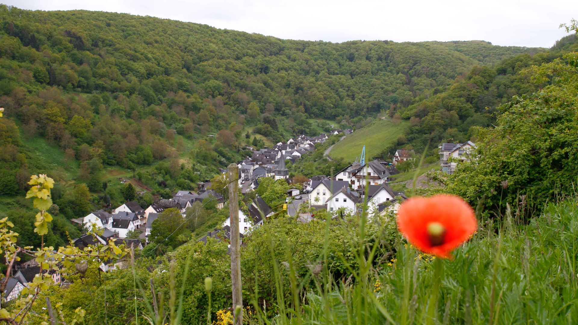 Mohnblume | &copy; Thomas Grassmann