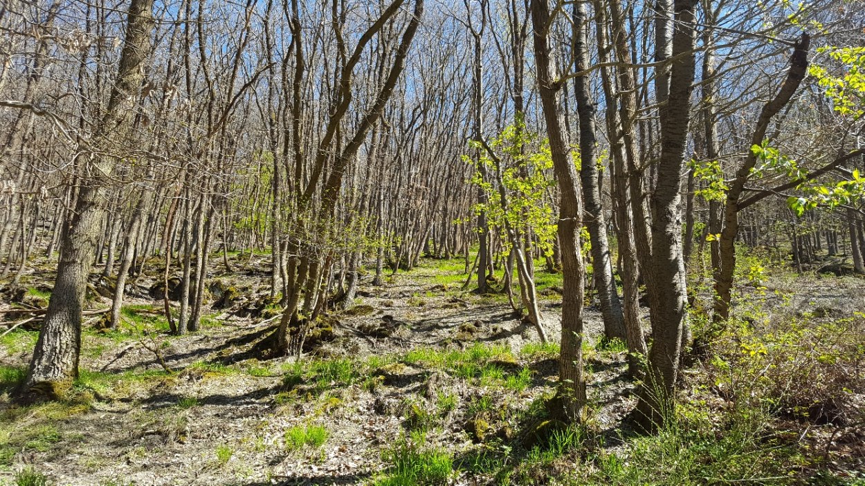 Wald2 | © Bärbel Laudert Wald2 | © Bärbel Laudert