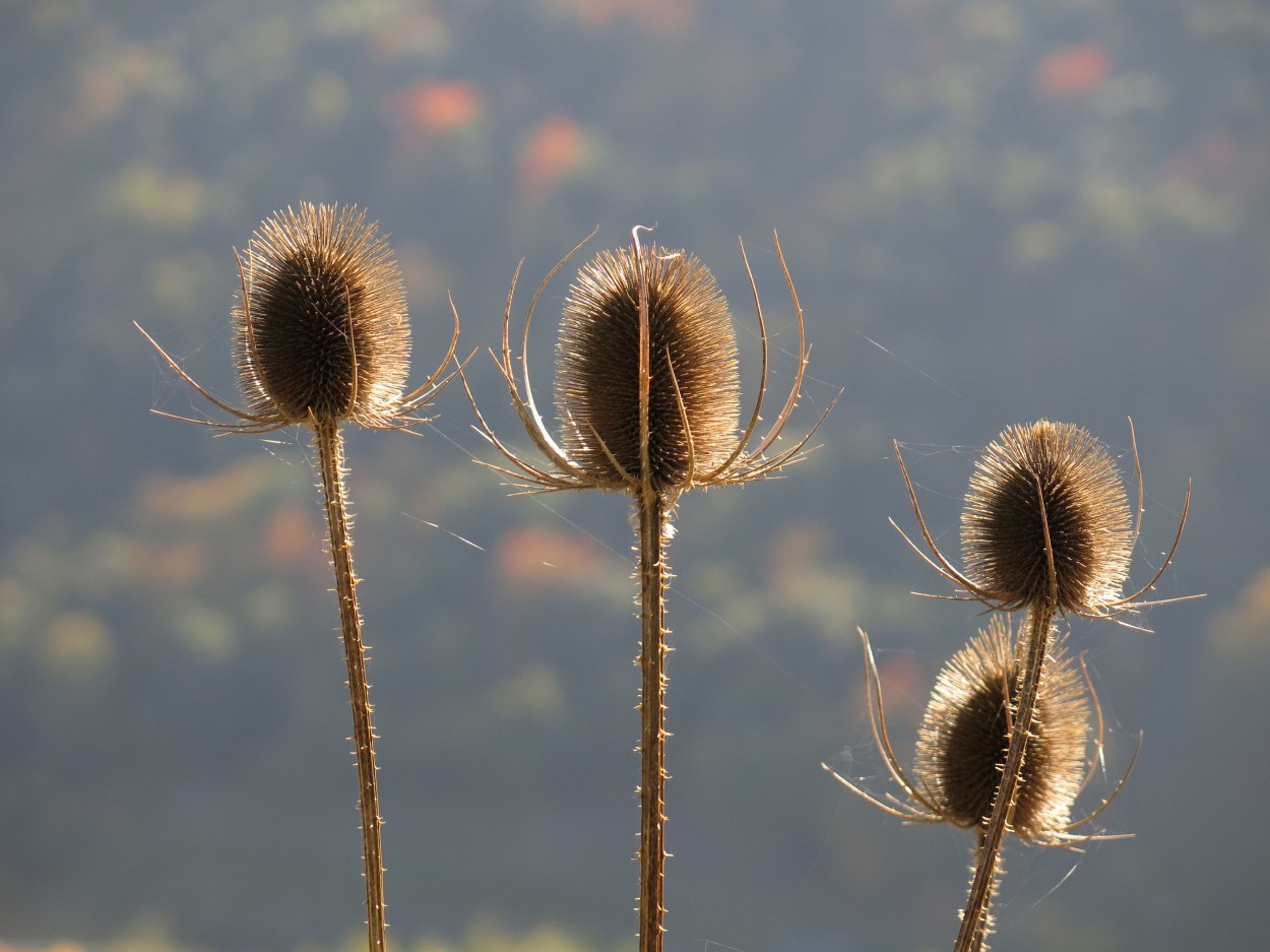 Distel | © Thomas Grassmann