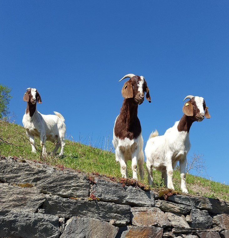 Ziegen2 | &copy; B&auml;rbel Laudert