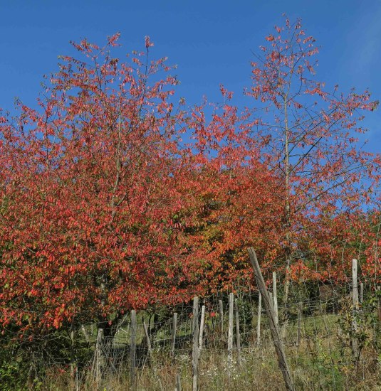 Herbststimmung | © Thomas Grassmann