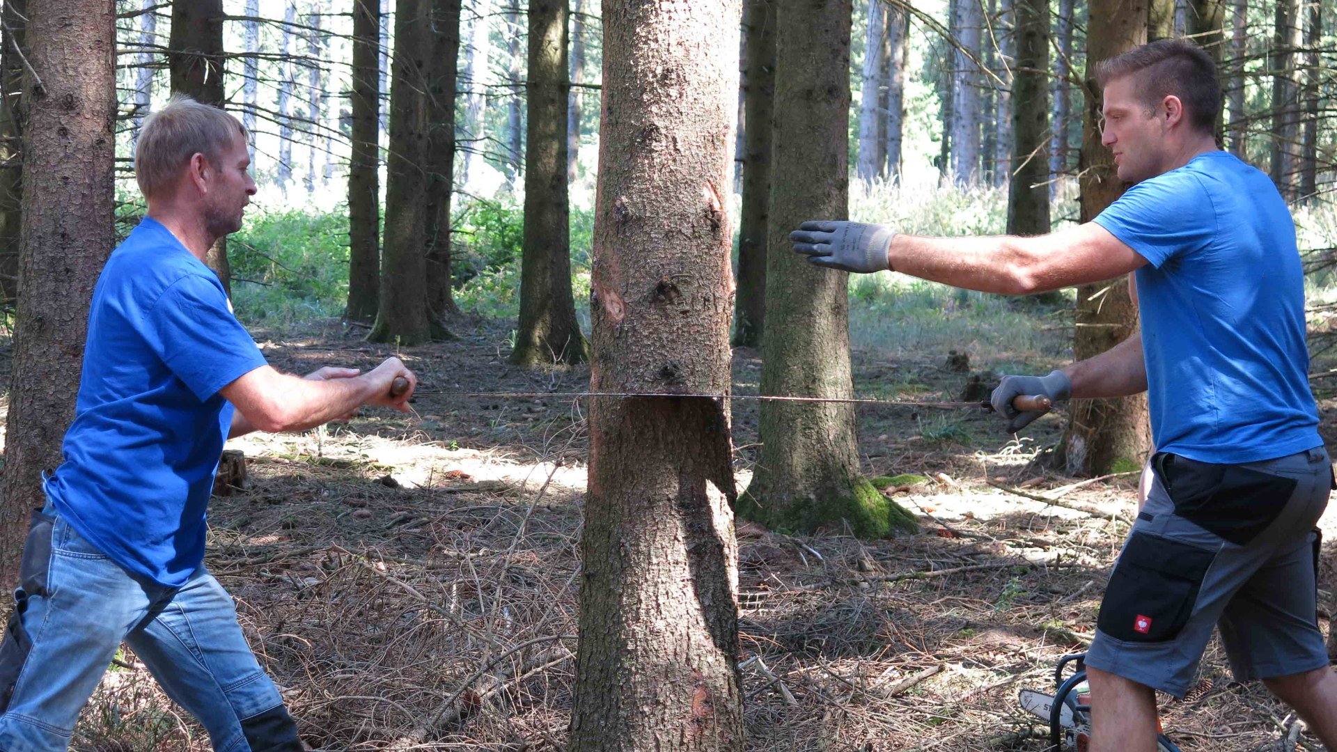 der Baum | © Thomas Grassmann der Baum | © Thomas Grassmann