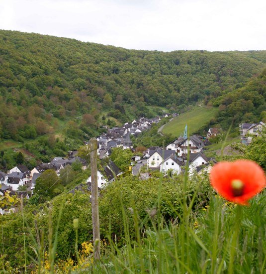 Mohnblume | © Thomas Grassmann Mohnblume | © Thomas Grassmann