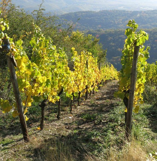 Weinberg | &copy; Thomas Grassmann