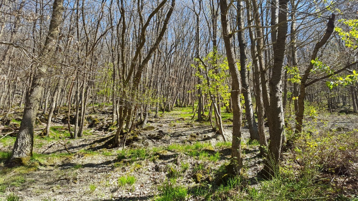 Wald2 | © Bärbel Laudert