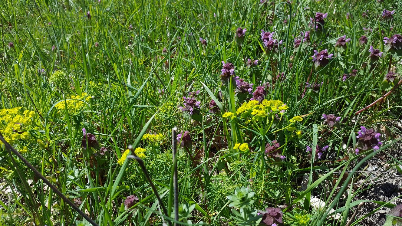 Blumenwiese | &copy; B&auml;rbel Laudert