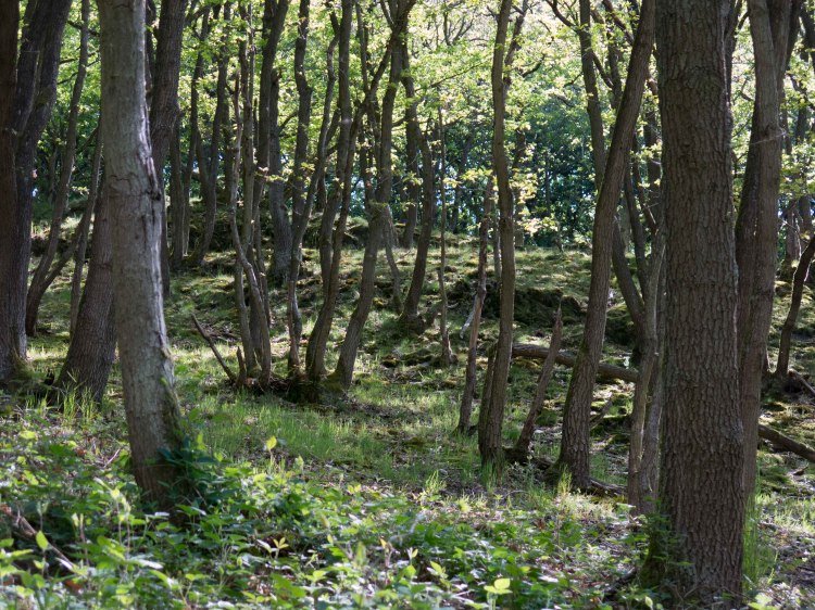 Krüppeleichen | © Thomas Grassmann