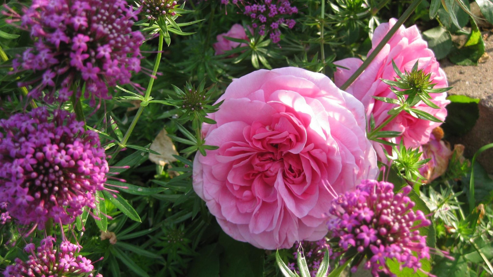 Gertrud Jekyll Rose | © Langer, Lieber