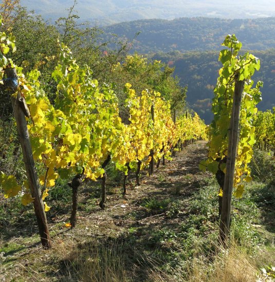 Weinberg | &copy; Thomas Grassmann