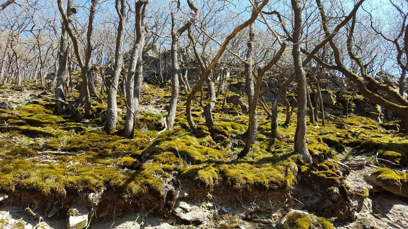 Krüppeleichen | © Bärbel Laudert Krüppeleichen | © Bärbel Laudert