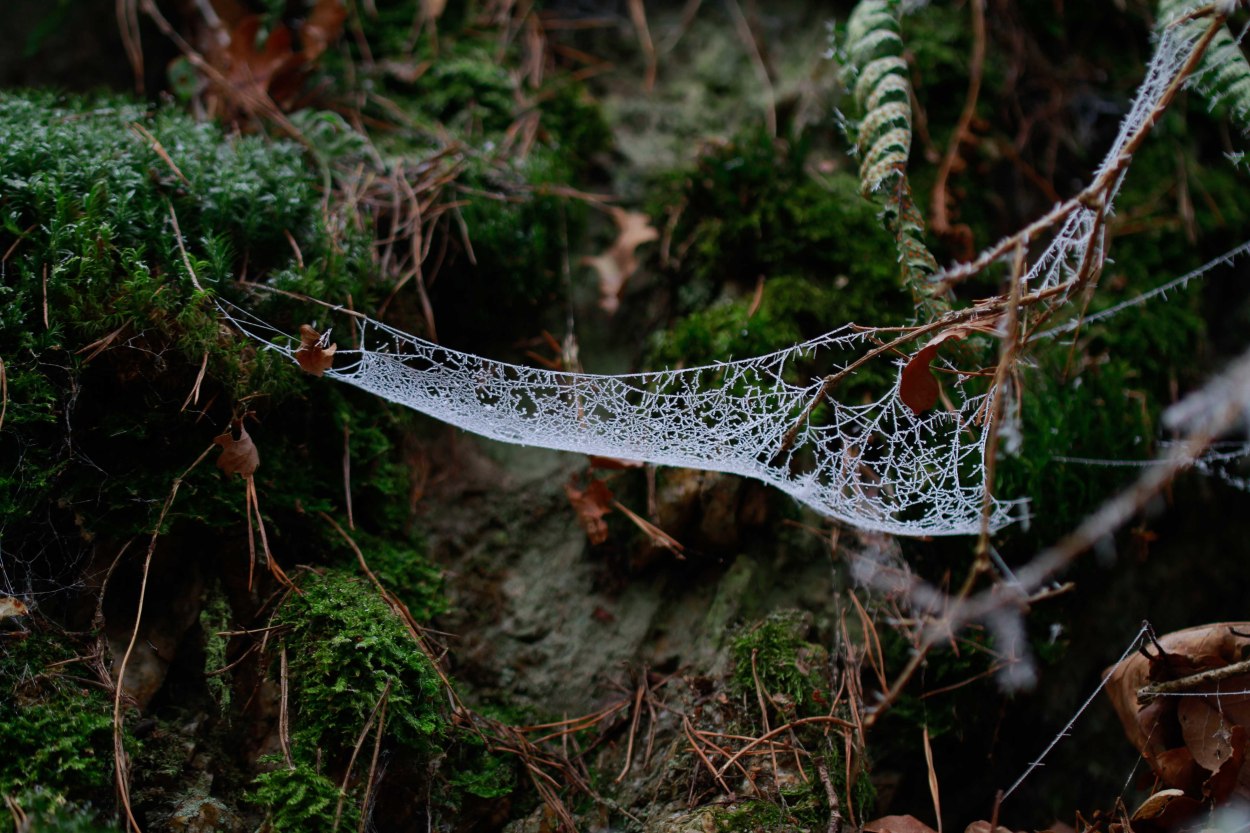 Spinnennetz | © Thomas Grassmann