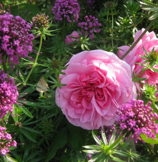 Gertrud Jekyll Rose | © Langer, Lieber