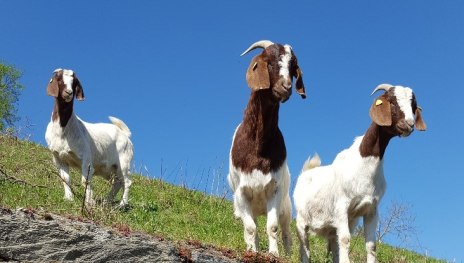 Ziegen2 | &copy; B&auml;rbel Laudert