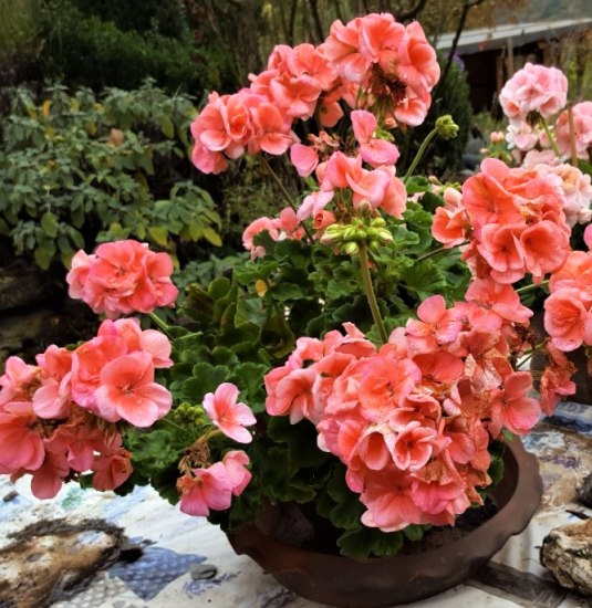 Geranien | &copy; B&auml;rbel Laudert