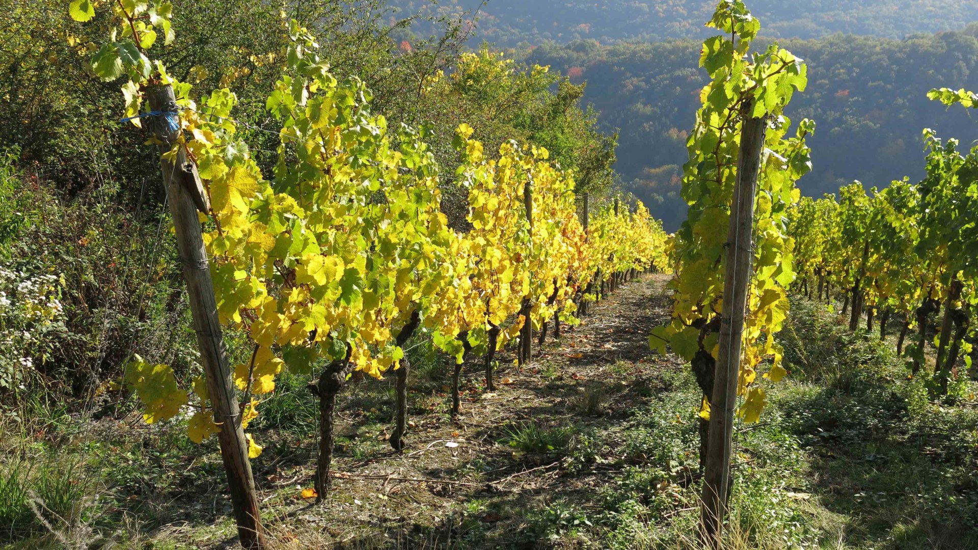 Weinberg | © Thomas Grassmann Weinberg | © Thomas Grassmann